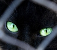 Un gatonegro.