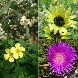 As catro especies que se estudar&aacute;n: acacia negra, margarida africana, chuchamel e unlla de gato