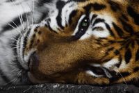 O tigre poder&iacute;ase extinguir para 2022