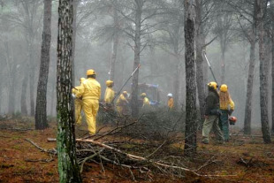 Os sindicatos denuncian outras externalizaci&oacute;ns como en materia de prevenci&oacute;n,  limpeza, desbroce ou recollida de madeira