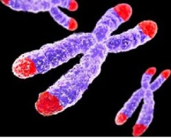 A telomerasa protexe os extremos do ADN, un descubrimento que permite avanzar na investigación contra o cancro