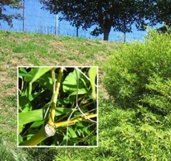 Bamb&uacute;. Orixe: China. Na foto vese empregada en obras p&uacute;blicas como agocho para un pozo de saneamento do mercado de Amio, na avda. de Asturias