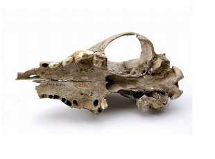Cr&aacute;neo do can prehist&oacute;rico / Mietje Germonpr&eacute;