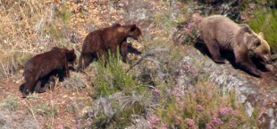 A Fundaci&oacute;n Oso Pardo recorda que en marzo os animais saen das oseiras e multipl&iacute;canse os indicios da s&uacute;a presenza