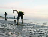 O n&uacute;mero de mariscadores ilegais que faenan na r&iacute;a poden ascender at&eacute; o cento