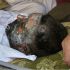 Forzas da OTAN provocan unha matanza en Afganist&aacute;n