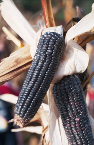 A celebraci&oacute;n comeza na primavera, coa sementeira, na que axuda a &uacute;nica parella de bois da comarca, Cavano e Gallardo