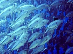 Nas augas europeas, os peixes son cada vez m&aacute;is pequenos