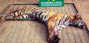 Un tigre decomisado nunha cacer&iacute;a ilegal