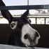 &ldquo;O 1 de abril van os burros onde non deben ir"