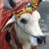 Vaca hind&uacute;