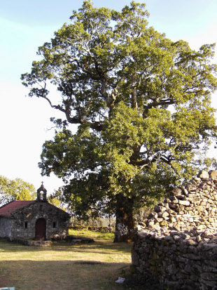 Rebolo de Queguas