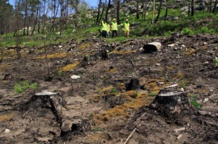 As&iacute; ficou o monte ap&oacute;s os incendios do pasado veran.  Xan Muras