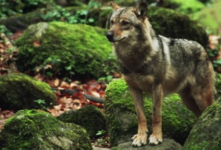 "O lobo &eacute; unha especie patrimonio cultural e biol&oacute;xico do noso pa&iacute;s", din dende Uni&oacute;ns Agrarias