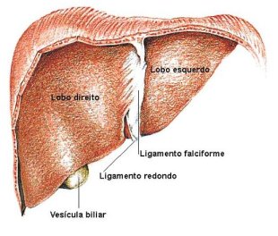 Esquema do f&iacute;gado / Galipedia
