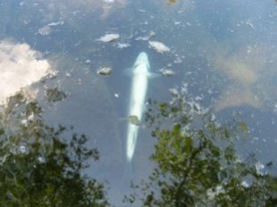 A acidez do r&iacute;o, provocada polas obras da autov&iacute;a Ferrol-Vilalba, provocou a mortaldade de peixes