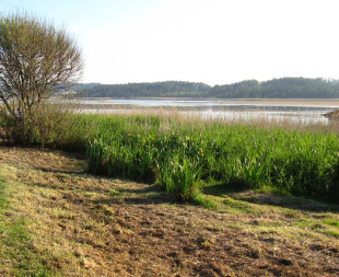 Imaxe que amosa o desbroce de h&aacute;bitats protexidos, na Lagoa da Frouxeira / Adega