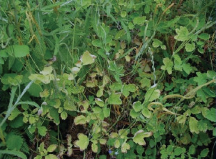 As plantas acumulan a fluorose nas s&uacute;as follas