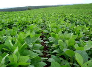 Campo de solla transx&eacute;nica, da que se derivan fari&ntilde;as, prote&iacute;nas ou aceites, presentes en moitos produtos