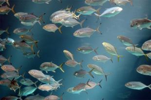 As reservas mariñas son unha vía de recuperación dos recursos pesqueiros, ante a ameaza do seu esgotamento