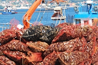 O mercado de mexil&oacute;n barbanc&eacute;s est&aacute; abastecido malia a toxina / Foto: J&eacute;ssica Beiroa