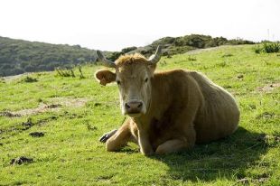 unha vaca emite &aacute; atmosfera o equivalente a unhas catro toneladas de CO2 ao ano (Foto: flickr Yaid)