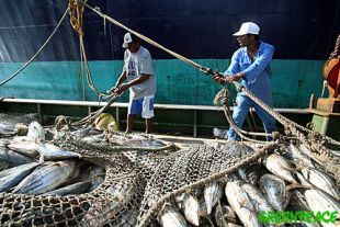 O Estado Espa&ntilde;ol &eacute; un dos grandes consumidores mundiais de peixe