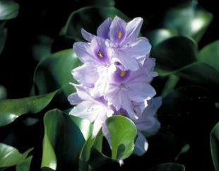 Unha imaxe do xacinto de auga