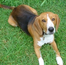 Un can de raza beagle, moi empregado na caza
