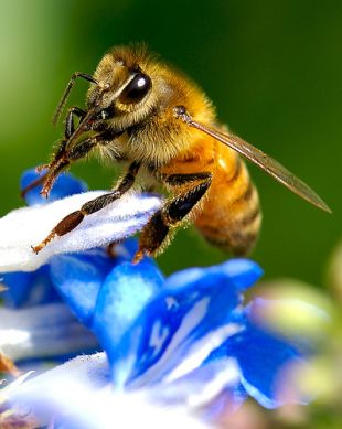 Ollando de perto unha abella / Flickr: da100fotos