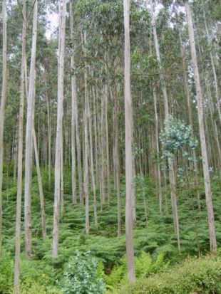Eucaliptos en Viveiro, onde existe (no Souto da Retorta) o meirande da Pen&iacute;nsula
