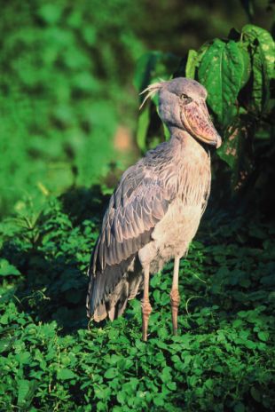 O pico-zapato (Balaeniceps rex) tam&eacute;n est&aacute; en perigo de extinci&oacute;n, segundo a IUCN