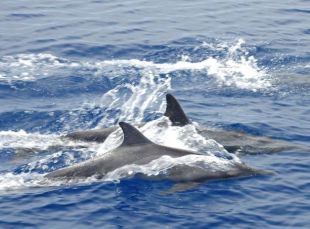 Os golfiños, observados por esta expedición