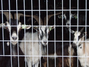 Cabras montesas en Pitões. Flickr: quevo11