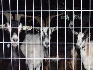 Cabras montesas en Pit&otilde;es. Flickr: quevo11