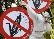 Manifestación contra os cultivos do millo transxénico MO810, fabricado por Monsanto