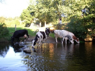 Vacas bebendo no r&iacute;o Iso / Flickr: FreeCat
