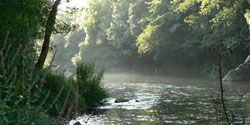 O bosque de Rosa Aneiros