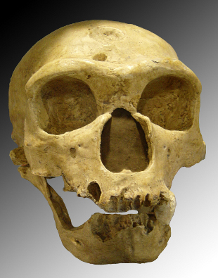 Cranio dun home de Neandertal