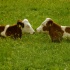 Vacas rumiando