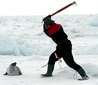 Unha foca a piques de ser matada cun 'hakapik'