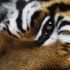 China: Ano do tigre, mais sen tigres