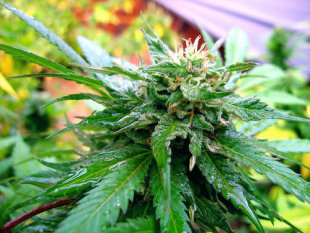 O produto é un derivado da planta do cannabis