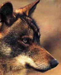 En Galiza hai arredor de medio milleiro de lobos