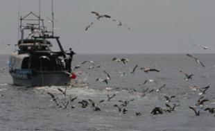 Diferentes colectivos alertan de que a pesca se enfrontará nun futuro ao colapso tanto económico como ambiental