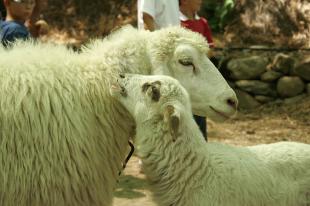 As ovellas foron até o de agora as reses galegas máis afectadas