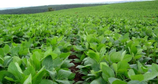 Campo de soia, outro dos cultivos que son modificados xeneticamente