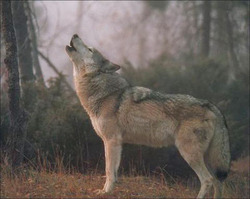 Verdegaia e ASCEL subliñan que todos os estudos científicos inciden nas nefastas consecuencias que ten a matanza masiva dos lobos