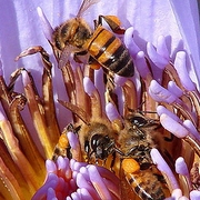 As abellas son un bo termómetro medioambiental / Foto: Ruurmo