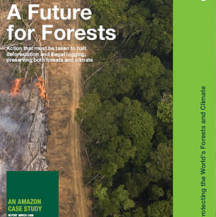 Greenpeace publicou o informe "O futuro dos bosques", que entre outros denuncia o tráfico ilegal de madeira